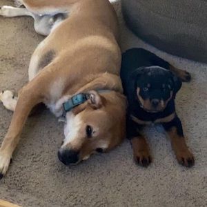 Meet your Posher, Taylor